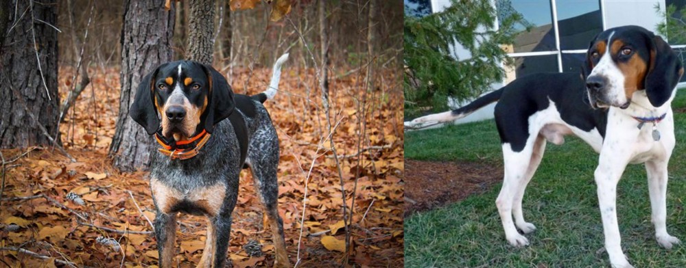 Treeing Walker Coonhound vs Bluetick Coonhound - Breed Comparison