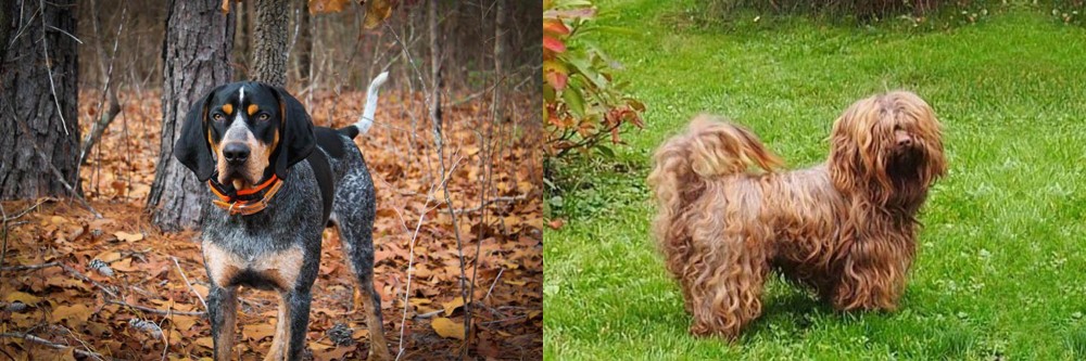 Tsvetnaya Bolonka vs Bluetick Coonhound - Breed Comparison