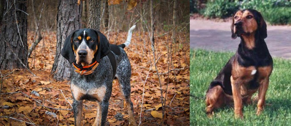 Tyrolean Hound vs Bluetick Coonhound - Breed Comparison