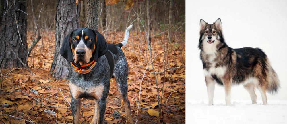 Utonagan vs Bluetick Coonhound - Breed Comparison