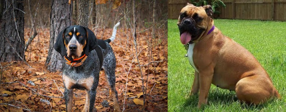 Valley Bulldog vs Bluetick Coonhound - Breed Comparison