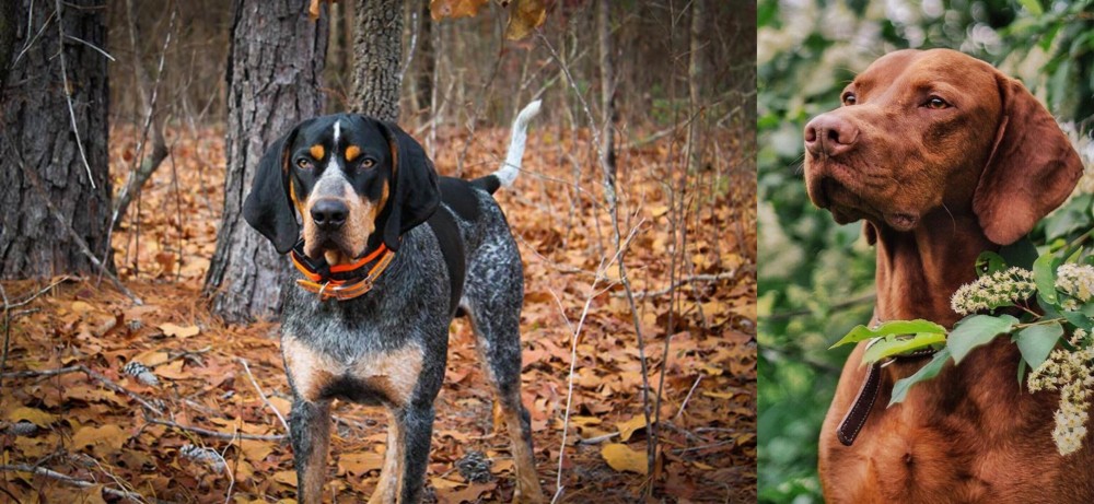 Vizsla vs Bluetick Coonhound - Breed Comparison