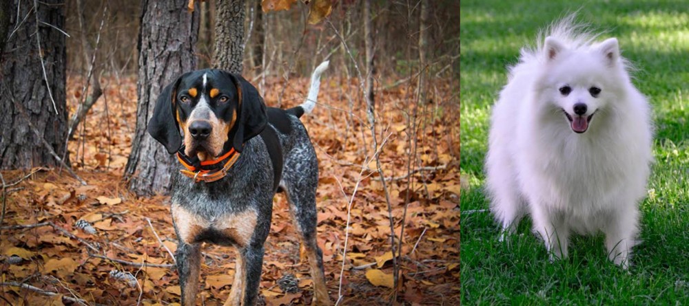 Volpino Italiano vs Bluetick Coonhound - Breed Comparison