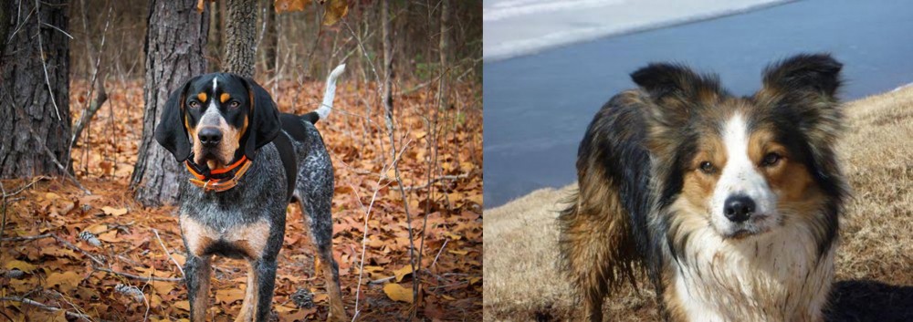 Welsh Sheepdog vs Bluetick Coonhound - Breed Comparison