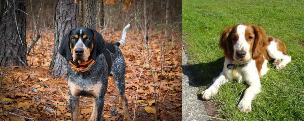 Welsh Springer Spaniel vs Bluetick Coonhound - Breed Comparison