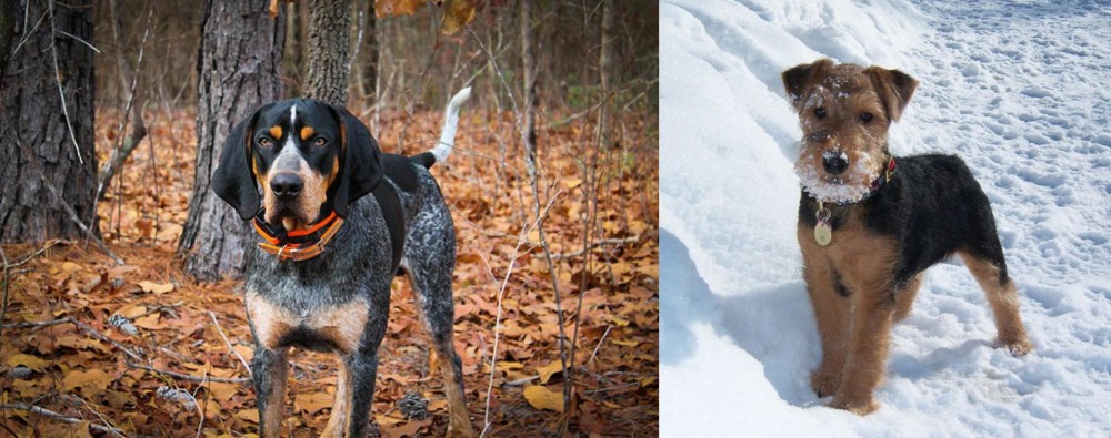 Welsh Terrier vs Bluetick Coonhound - Breed Comparison