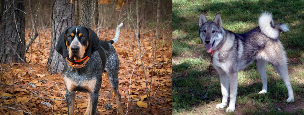 West Siberian Laika vs Bluetick Coonhound - Breed Comparison