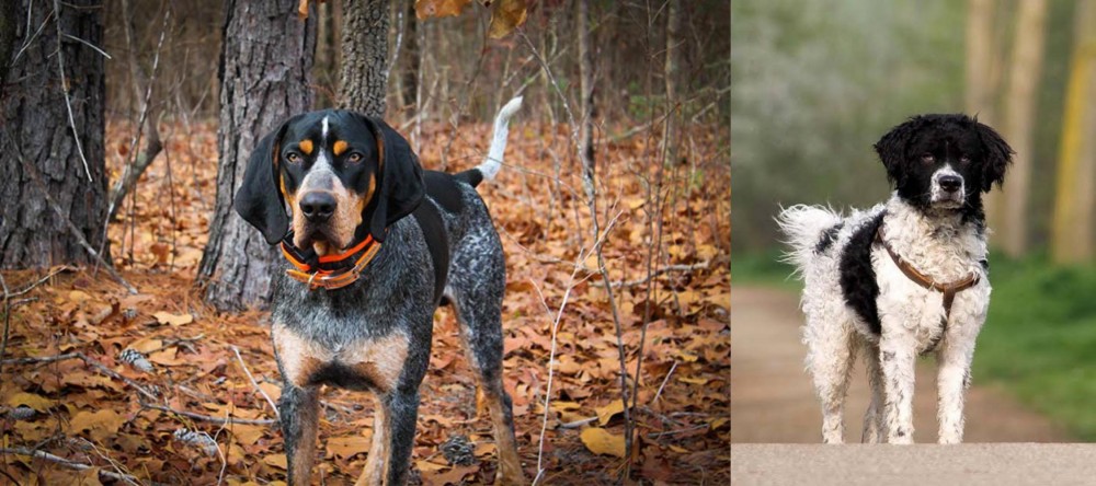 Wetterhoun vs Bluetick Coonhound - Breed Comparison