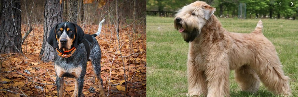 Wheaten Terrier vs Bluetick Coonhound - Breed Comparison
