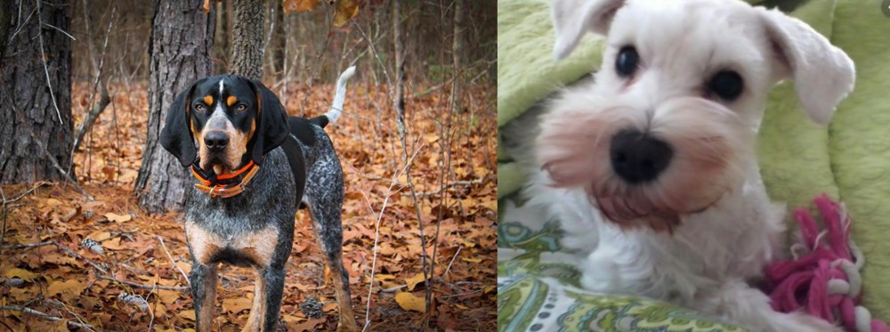White Schnauzer vs Bluetick Coonhound - Breed Comparison