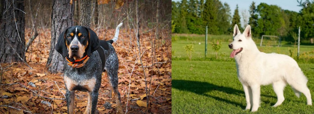 White Shepherd vs Bluetick Coonhound - Breed Comparison