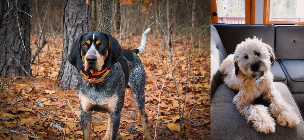Whoodles vs Bluetick Coonhound - Breed Comparison