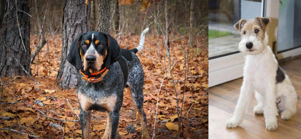 Wire Fox Terrier vs Bluetick Coonhound - Breed Comparison