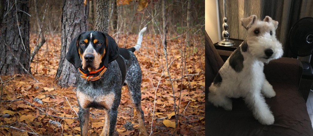 Wire Haired Fox Terrier vs Bluetick Coonhound - Breed Comparison