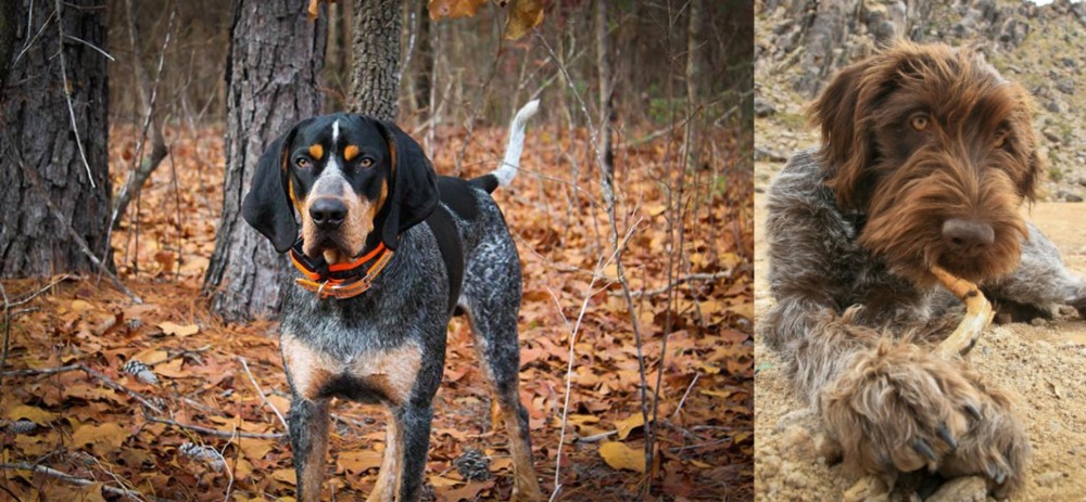 Wirehaired Pointing Griffon vs Bluetick Coonhound - Breed Comparison