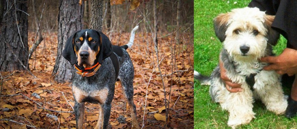 Yo-Chon vs Bluetick Coonhound - Breed Comparison