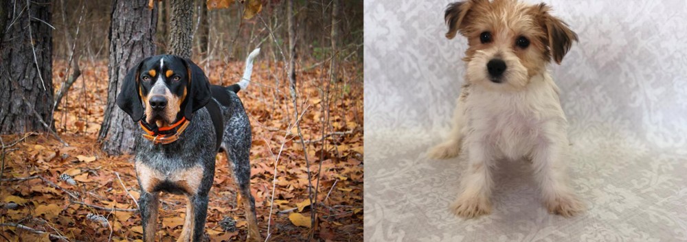 Yochon vs Bluetick Coonhound - Breed Comparison