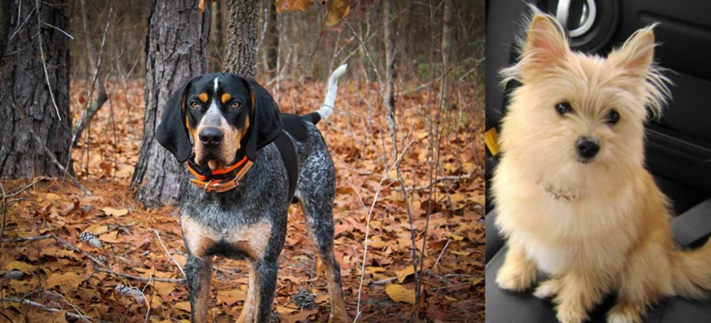 Yoranian vs Bluetick Coonhound - Breed Comparison