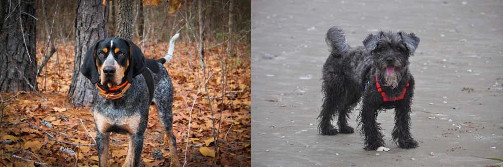 YorkiePoo vs Bluetick Coonhound - Breed Comparison