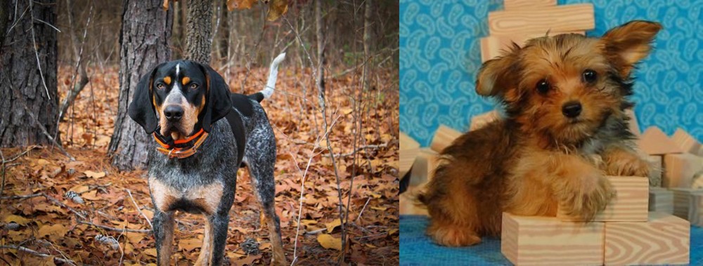 Yorkillon vs Bluetick Coonhound - Breed Comparison