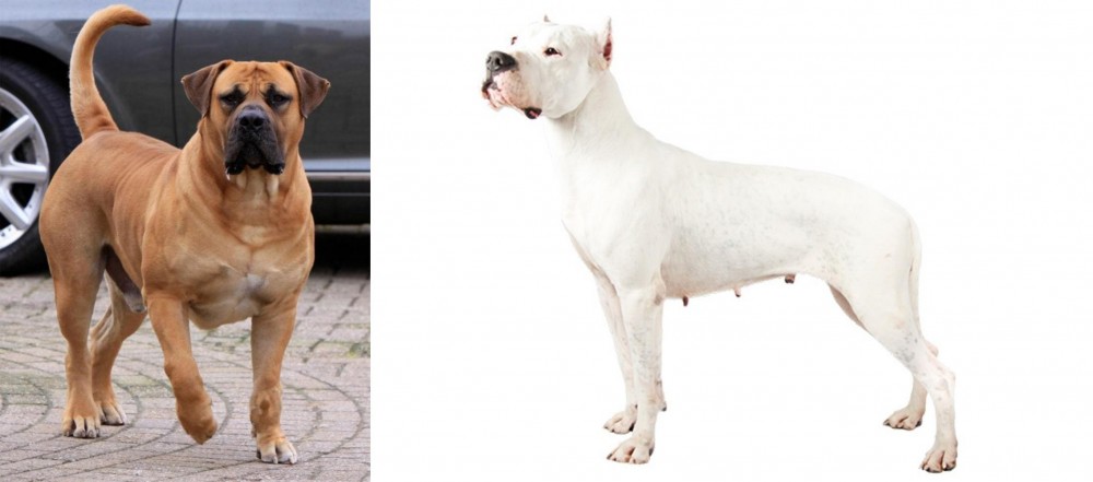 Argentine Dogo vs Boerboel - Breed Comparison