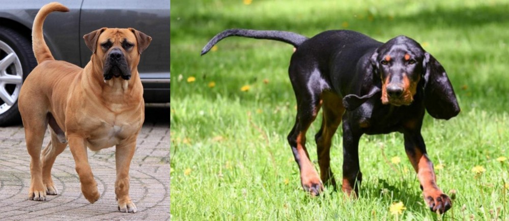 Black and Tan Coonhound vs Boerboel - Breed Comparison