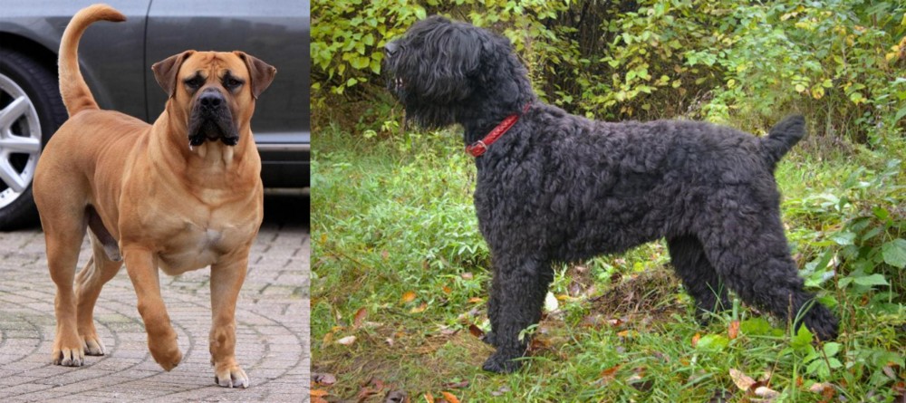 Black Russian Terrier vs Boerboel - Breed Comparison