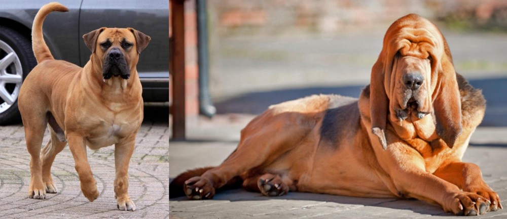 Bloodhound vs Boerboel - Breed Comparison