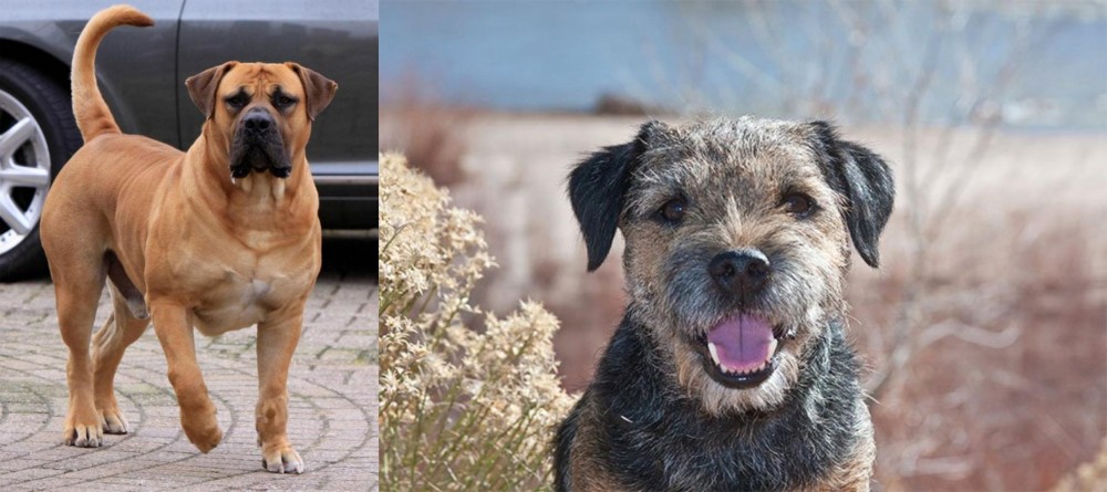 Border Terrier vs Boerboel - Breed Comparison