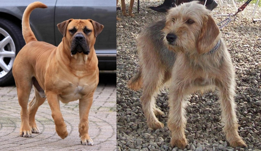 Bosnian Coarse-Haired Hound vs Boerboel - Breed Comparison