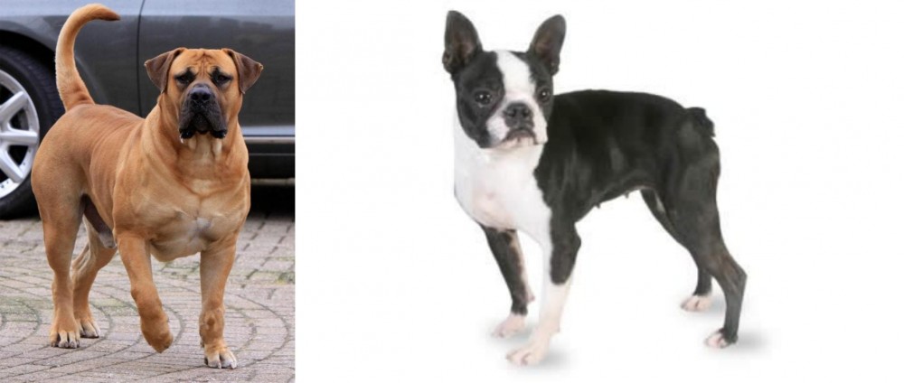Boston Terrier vs Boerboel - Breed Comparison