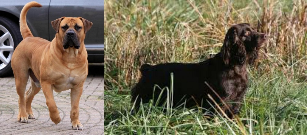 Boykin Spaniel vs Boerboel - Breed Comparison