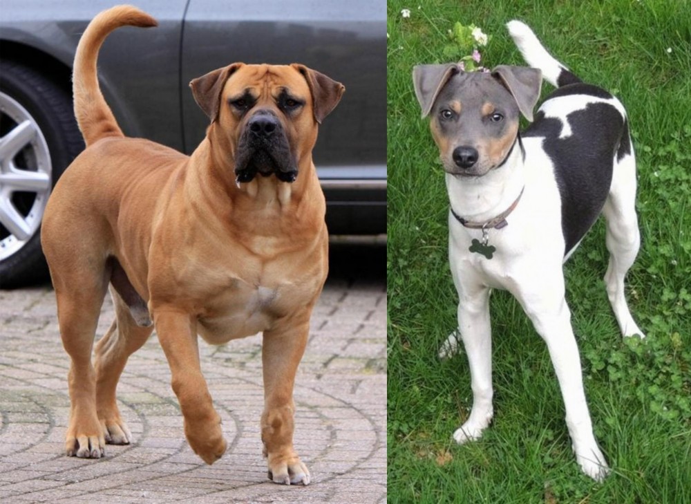 Brazilian Terrier vs Boerboel - Breed Comparison