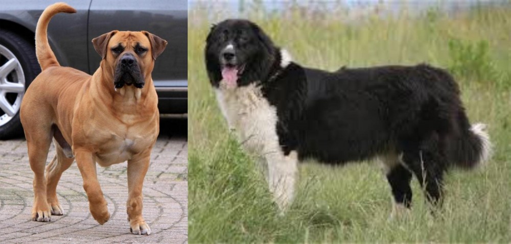 Bulgarian Shepherd vs Boerboel - Breed Comparison