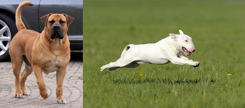 Bull Terrier vs Boerboel - Breed Comparison