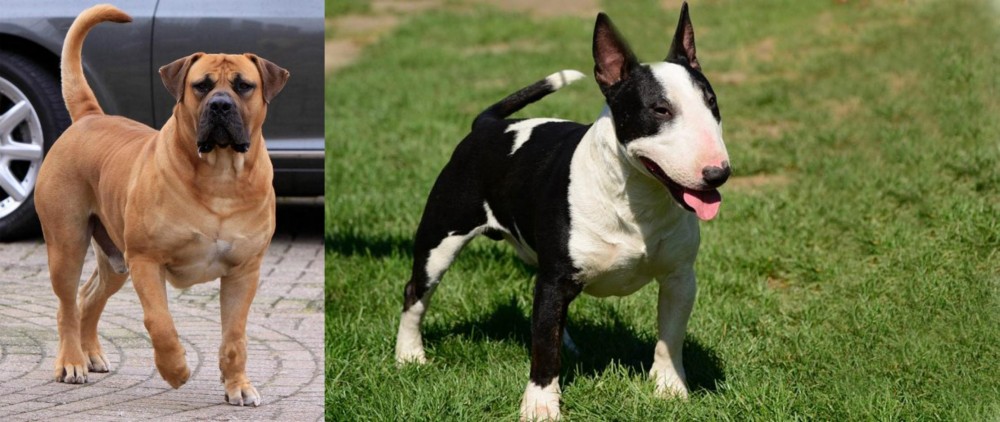 Bull Terrier Miniature vs Boerboel - Breed Comparison