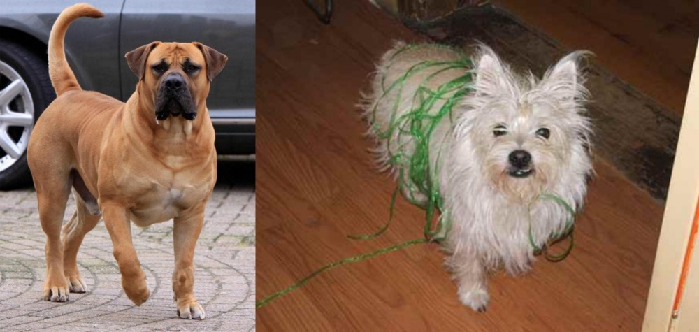 Cairland Terrier vs Boerboel - Breed Comparison