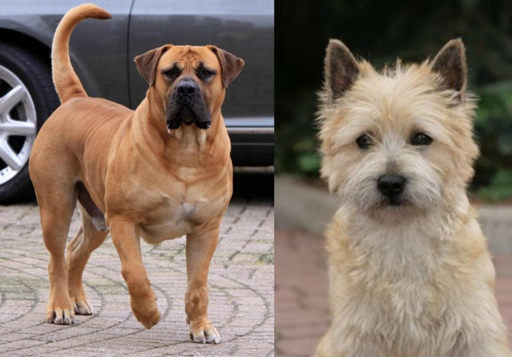 Cairn Terrier vs Boerboel - Breed Comparison