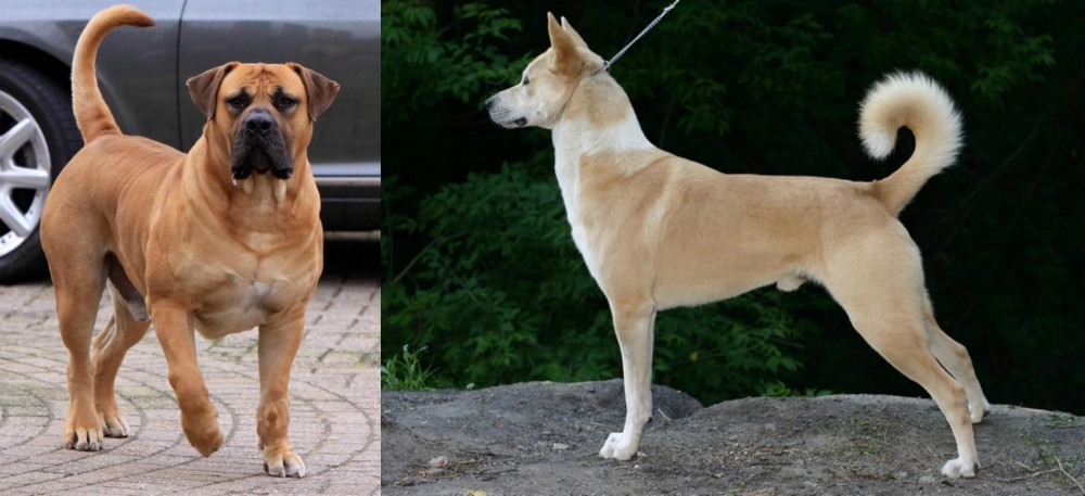 Canaan Dog vs Boerboel - Breed Comparison