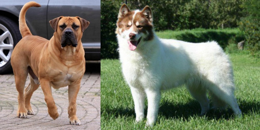 Canadian Eskimo Dog vs Boerboel - Breed Comparison