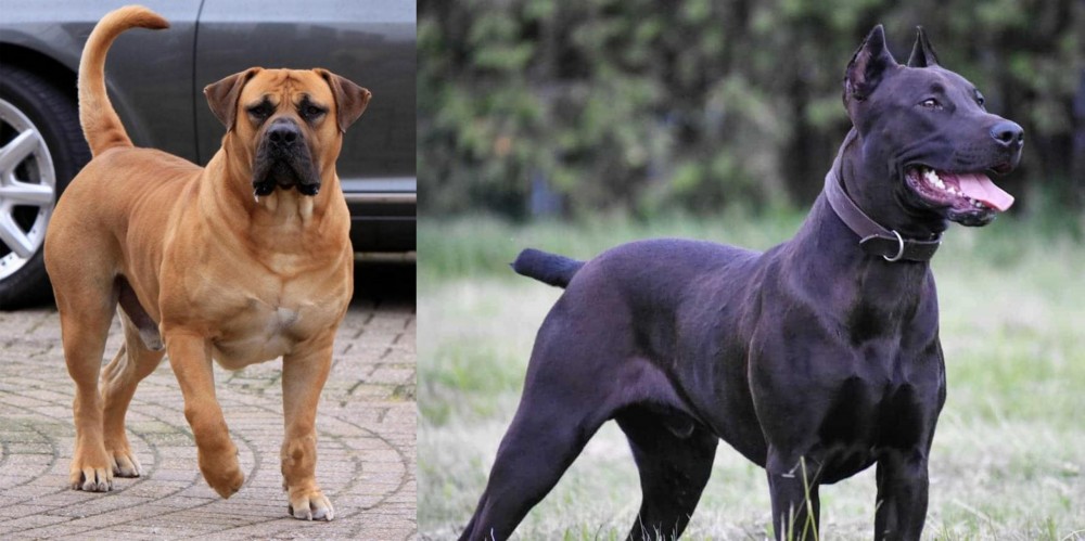 Canis Panther vs Boerboel - Breed Comparison