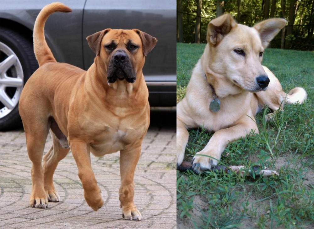 Carolina Dog vs Boerboel - Breed Comparison