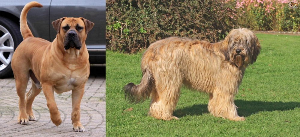 Catalan Sheepdog vs Boerboel - Breed Comparison