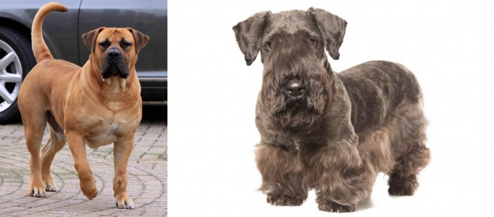 Cesky Terrier vs Boerboel - Breed Comparison