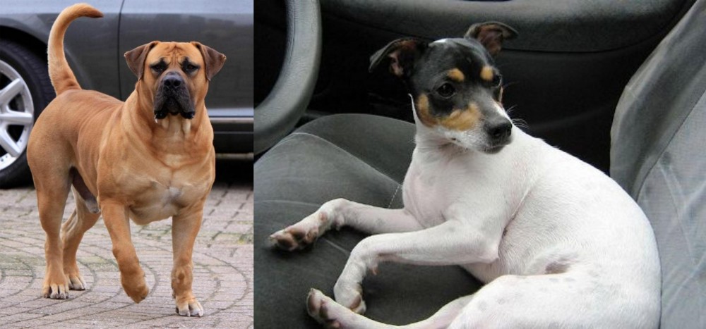 Chilean Fox Terrier vs Boerboel - Breed Comparison