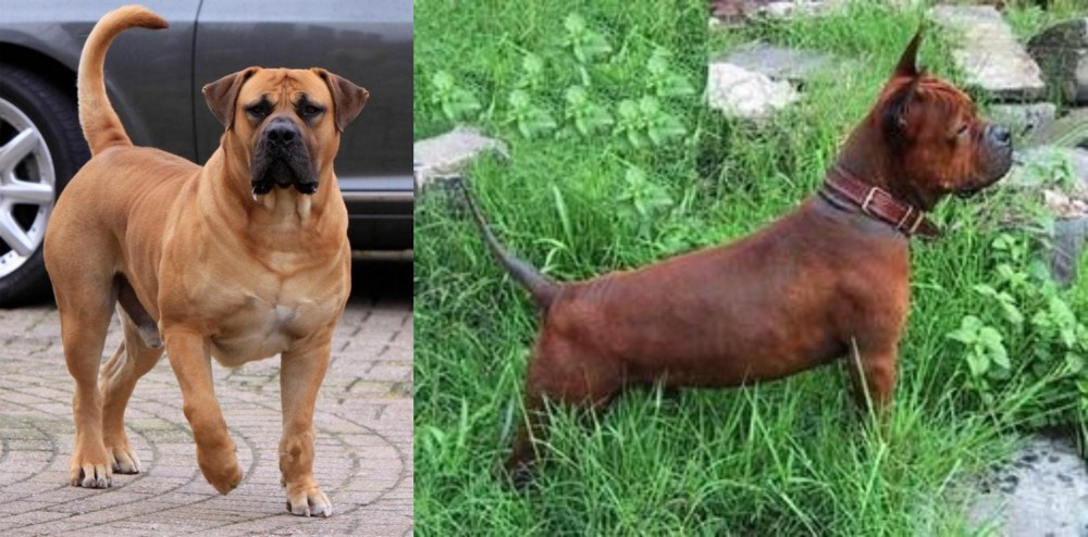 Chinese Chongqing Dog vs Boerboel - Breed Comparison