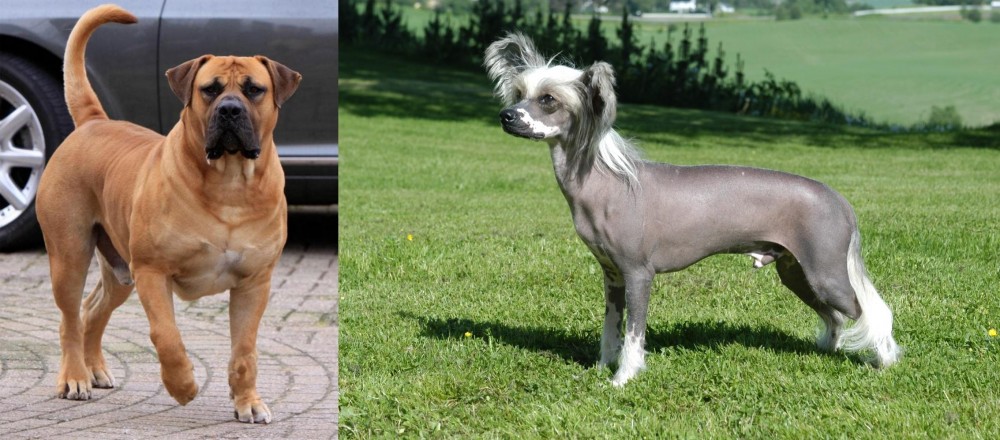 Chinese Crested Dog vs Boerboel - Breed Comparison