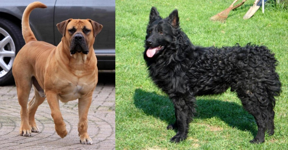 Croatian Sheepdog vs Boerboel - Breed Comparison