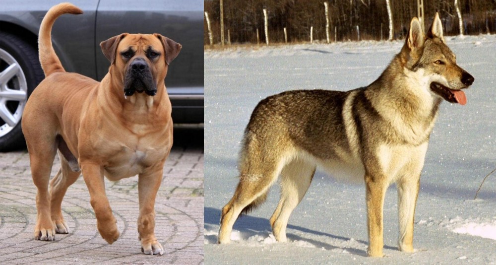 Czechoslovakian Wolfdog vs Boerboel - Breed Comparison