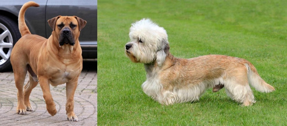 Dandie Dinmont Terrier vs Boerboel - Breed Comparison